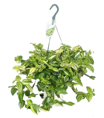 Традесканция Yellow Hill