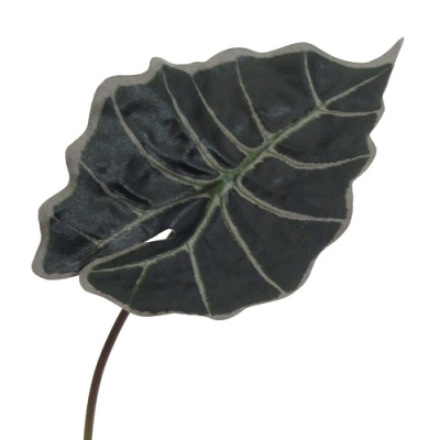 Лист Алоказии 