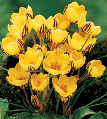 КРОКУС CROCUS FUSCOTINCTUS 20шт