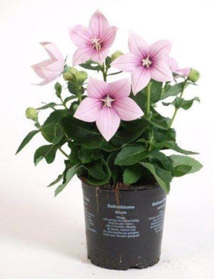 Платикодон крупноцветковый розовый