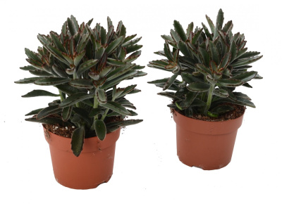 Каланхоэ Томентоза