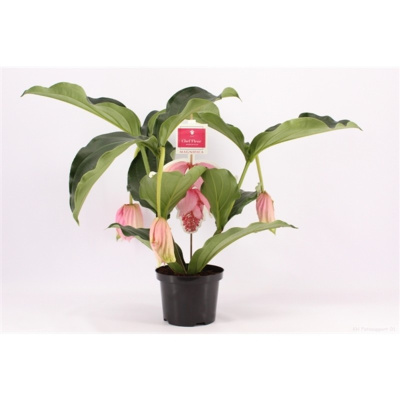 Мединилла Магнифика