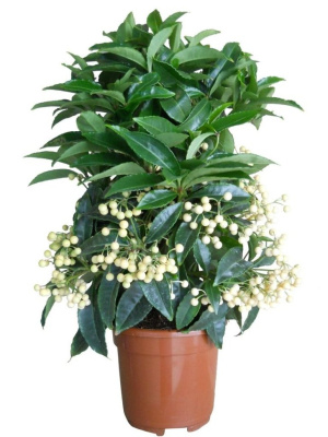 Ардизия городчатая