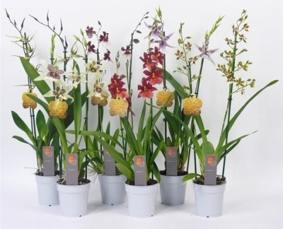 Орхидея Камбрия микс