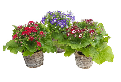 Сенецио микс (Крестовник, Цинерария)