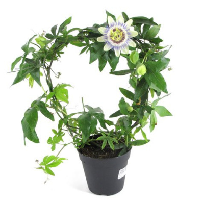 Пассифлора Микс