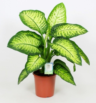 Диффенбахия Лемон Тропик