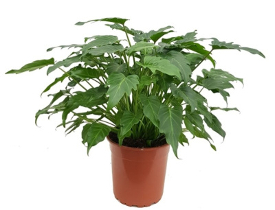 Филодендрон Ксанаду