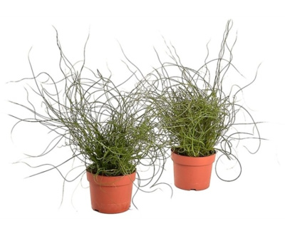 Джункус Спираль (Ситник)