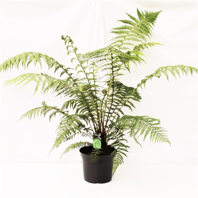 Диксония антарктическая