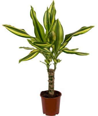 Драцена фрагранс Елоу Кост (1 ствол)