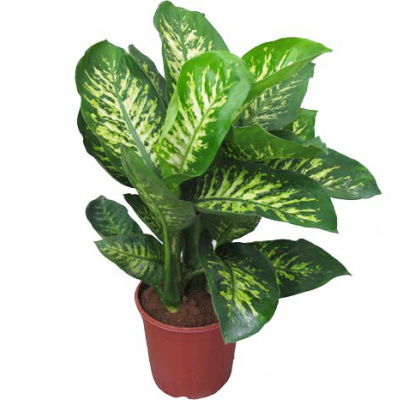 Диффенбахия Тропик Сноу