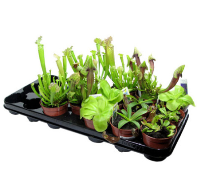 Насекомоядный микс