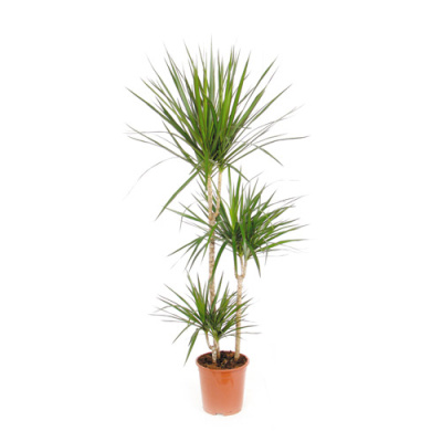 Драцена Маргината (3 ствола)