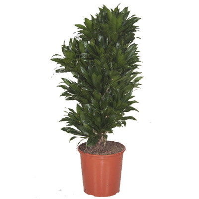 Драцена фрагранс Компакта разветвленная