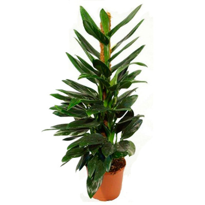 Филодендрон Кобра