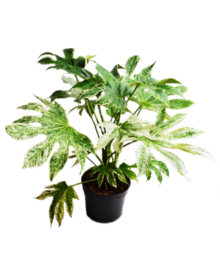 Фатсия японская вариегата