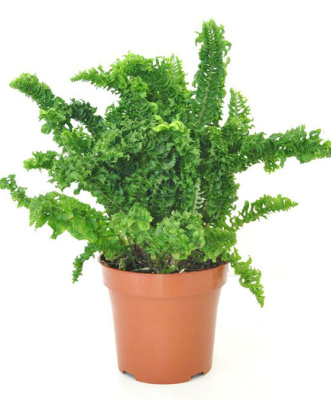 Нефролепис Эмина кудрявый