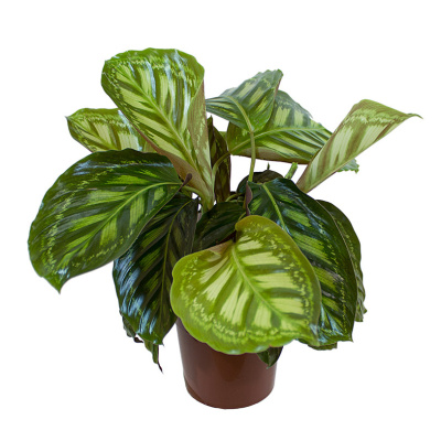 Калатея Флейм Стар