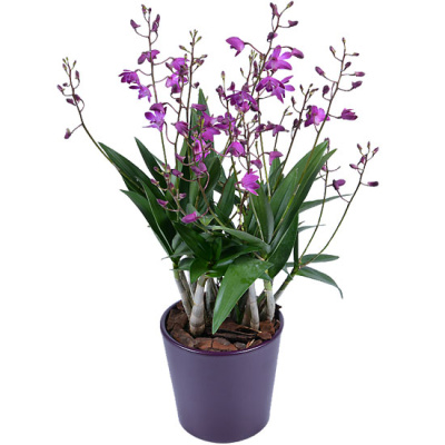 Орхидея Дендробиум Берри Ода