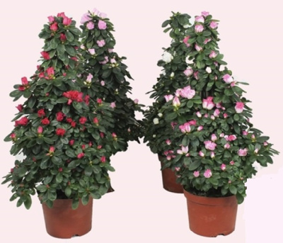 Азалия микс пирамида (Рододендрон)