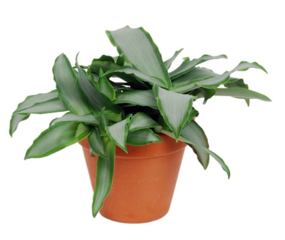 Мурданния Лориформис Бридж Стар