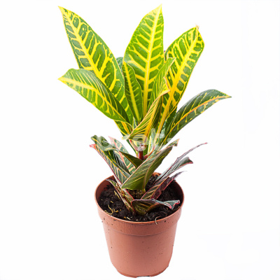 Кротон (Кодиеум) Петра