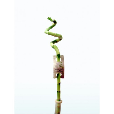 Драцена Сандериана Лаки Бамбук спираль