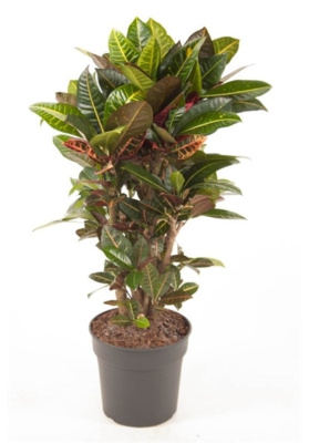 Кротон (Кодиеум) Петра Бранч