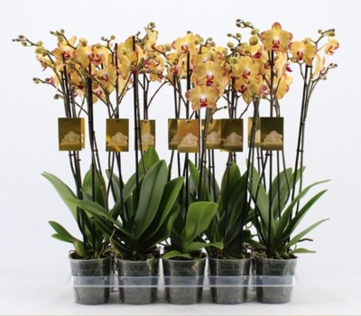 Фаленопсис сортовой