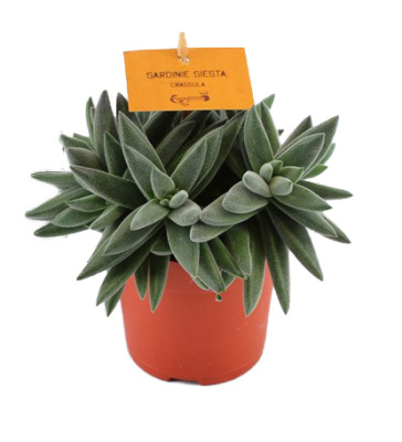 Крассула Тенелли