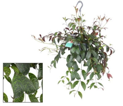 Эсхинантус мраморный