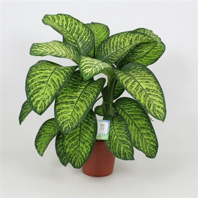 Диффенбахия Тропик Джевел