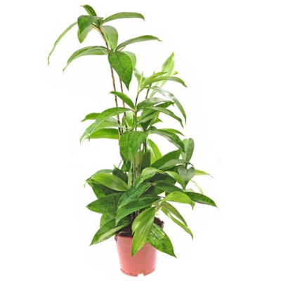 Драцена суркулоза