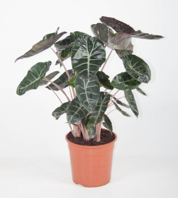 Алоказия Пинк Дракон