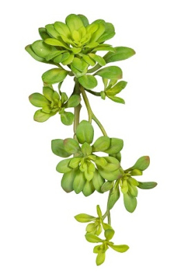 Эхеверия ветка