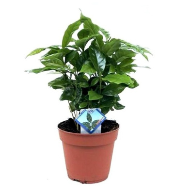 Кофейное Дерево Арабика