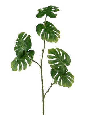 Монстера ветка