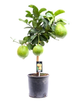 Цитрус Помело 