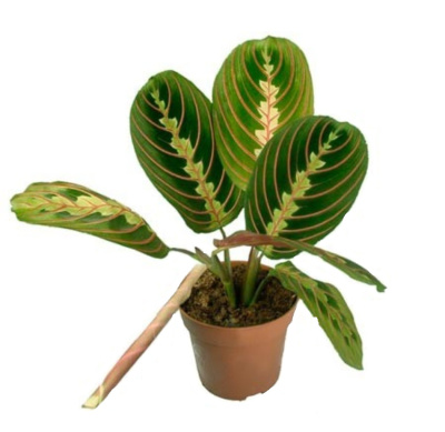 Маранта Триколор