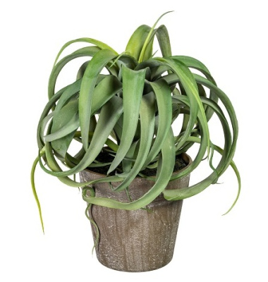 Тилландсия Ксерографика в кашпо