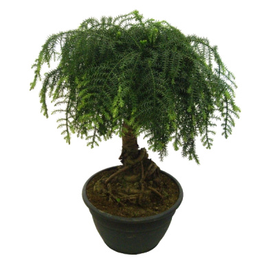 Араукария Бонсай