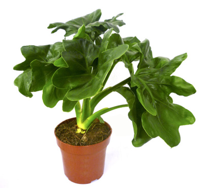 Филодендрон Атом