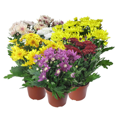 Хризантема микс
