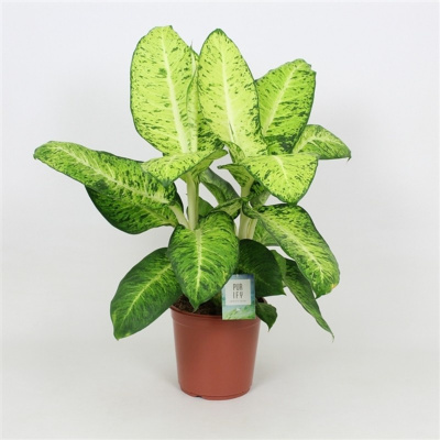 Диффенбахия Белая Амазонка