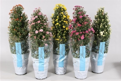 Хризантема микс пирамида