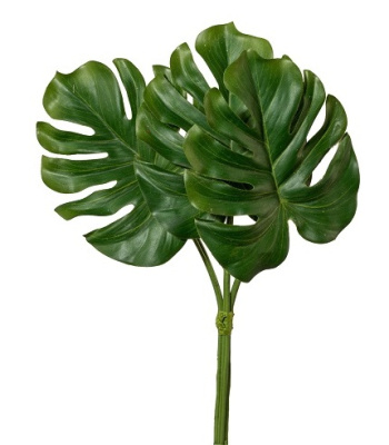 Лист Монстеры