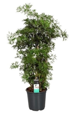 Полисциас Гавайи Минг, Фруктоза (Аралия)