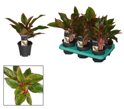 Аглаонема Кинг оф Сиам