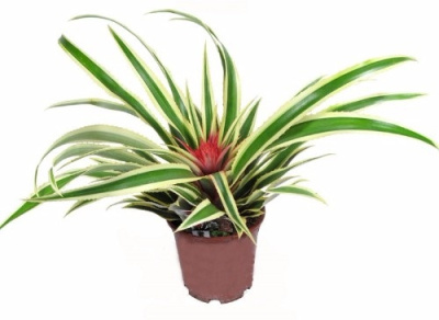 Ананас Вариегата